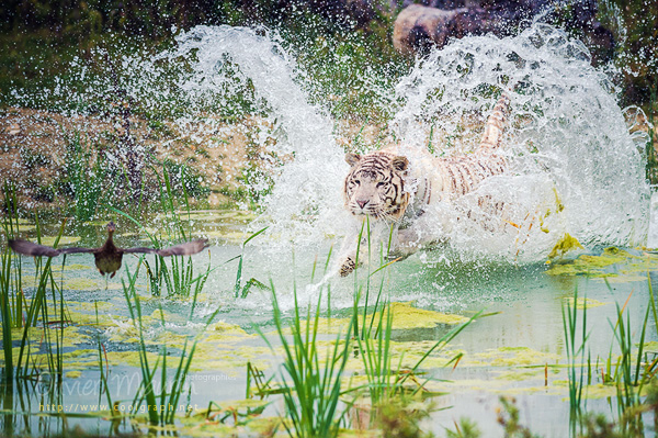 Tigre blanc à la chasse au Parc des Félins