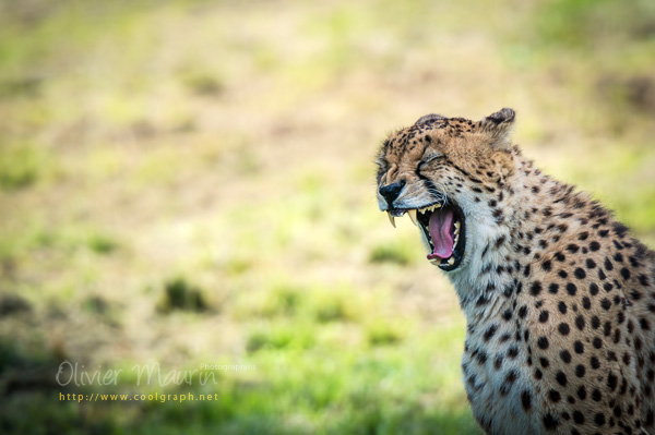 photos de guépard