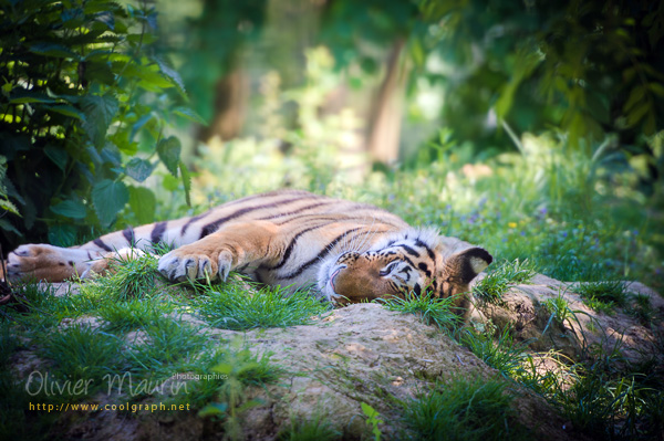 photos de tigre de Sumatra