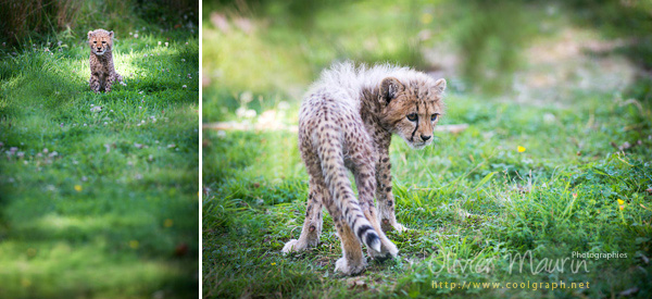 photos de bébé guépard