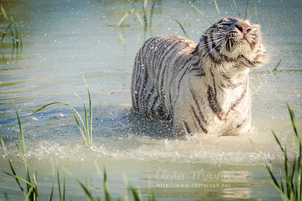 photos de tigre blanc