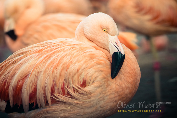 flamants roses