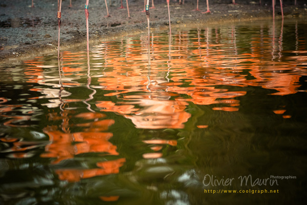 reflets flamants roses