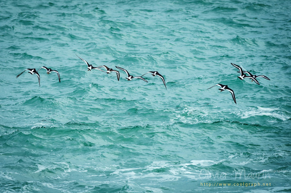 Faune Bretonne Oiseaux en vol