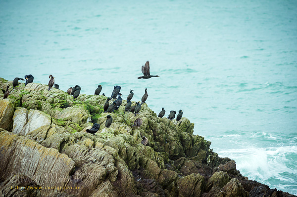 Cormorans sur le rocher