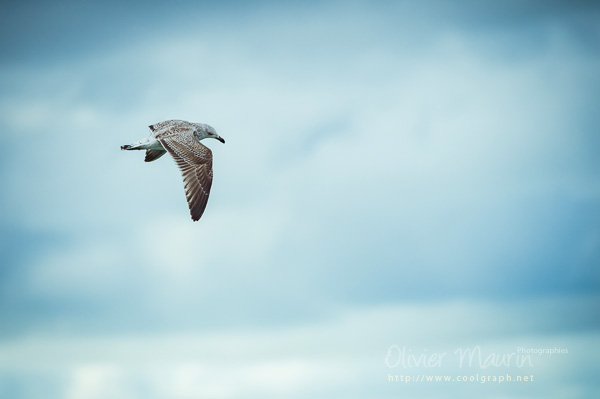 Mouette