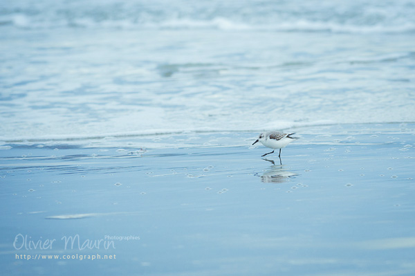 Bécasseau Sanderling