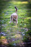 Le bébé guépard à l'assaut