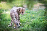 Bébé Guépard aux aguets