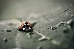 Coccinelle sous la pluie