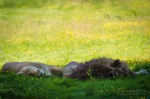 Sieste à l'ombre pour le lion et sa lionne