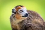 Photo d'un Lemur couronné