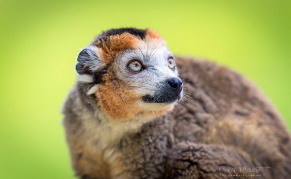 Photo d'un Lemur couronné