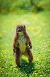 Un Lémurien debout à attendre