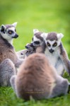 Les Maki Catta avec leur petit